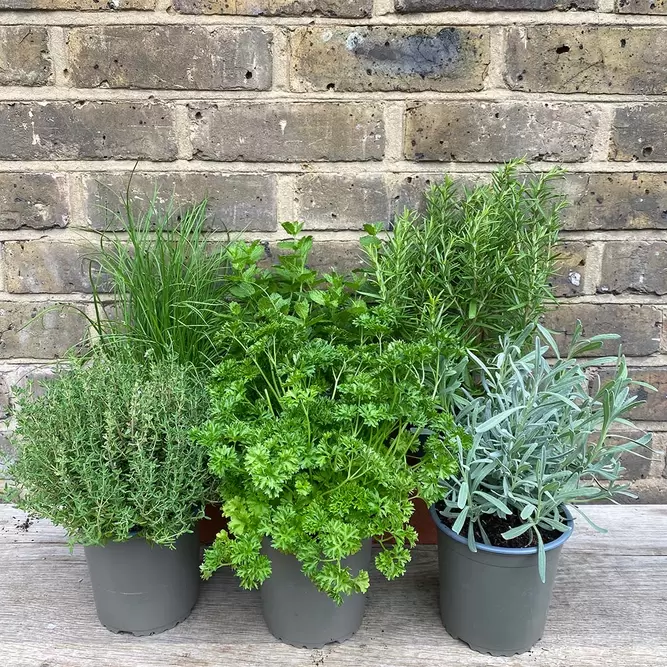 Herb Starter Collection (6Pcs x 9cm Pots) - image 5