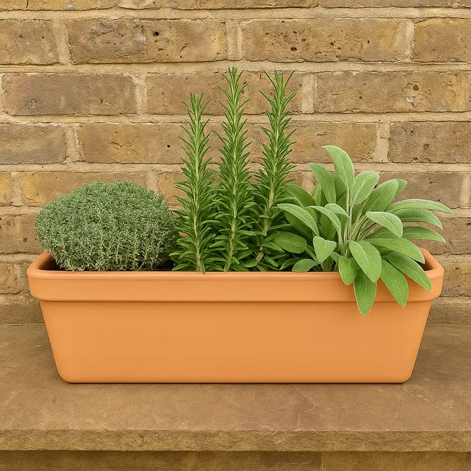 Herbs in Terracotta Window Box (3 x Herb Plants + 1 x 50cm Terracotta Trough Planter) - image 1