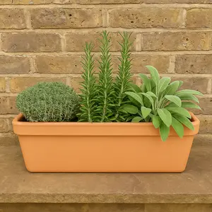 Herbs in Terracotta Window Box (3 x Herb Plants + 1 x 50cm Terracotta Trough Planter) - image 1