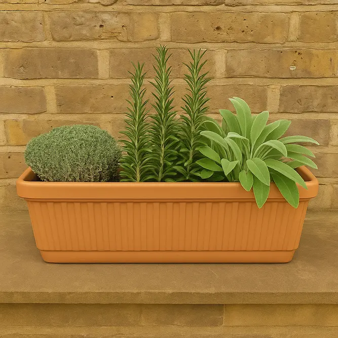 Herbs in Terracotta Window Box (3 x Herb Plants + 1 x 50cm Terracotta Trough Planter) - image 1