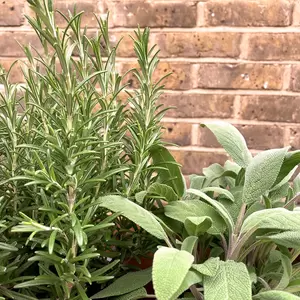 Herbs in Terracotta Window Box (3 x Herb Plants + 1 x 50cm Terracotta Trough Planter) - image 2