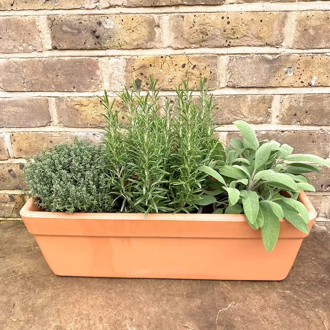 Herbs in Terracotta Window Box (3 x Herb Plants + 1 x 50cm Terracotta Trough Planter) - image 1