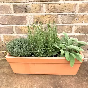 Herbs in Terracotta Window Box (3 x Herb Plants + 1 x 50cm Terracotta Trough Planter)