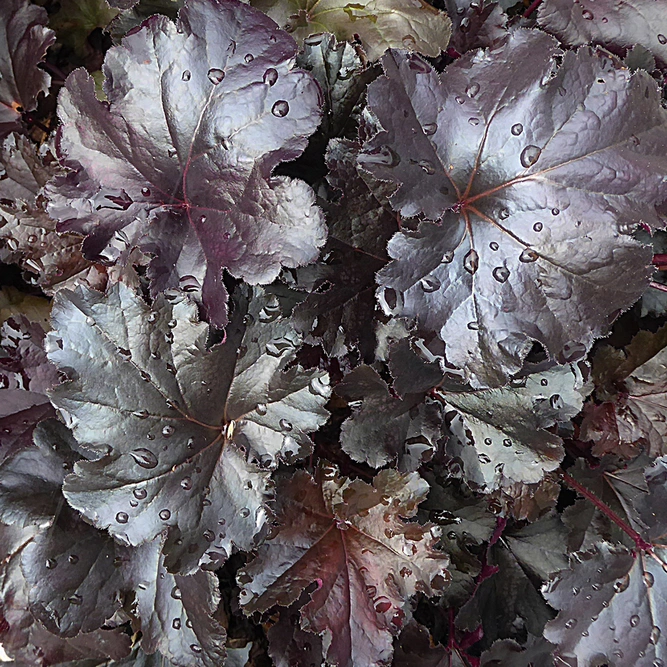 Heuchera 'Black Pearl' (Pot Size 2ltr) 