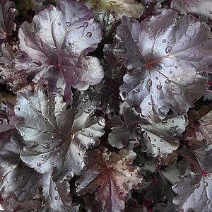 Heuchera 'Black Pearl' (Pot Size 2ltr)
