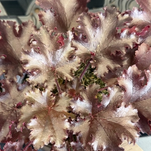 Heuchera 'Black Taffeta' (Pot Size 13cm)