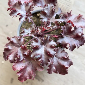 Heuchera 'Black Taffeta' (Pot Size 13cm) - image 2