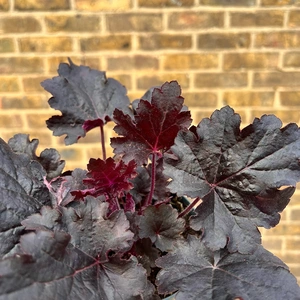 Heuchera 'Blackberry' (12cm) Deep Purple Heuchera - image 1