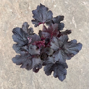 Heuchera 'Blackberry' (12cm) Deep Purple Heuchera - image 2