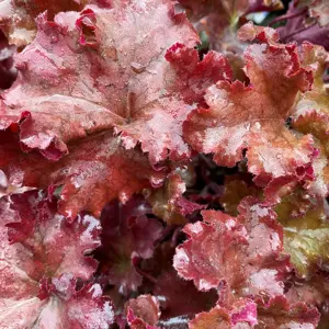 Heuchera 'Boysenberry' (Pot Size 2L) Coral Bells (alt) - image 2