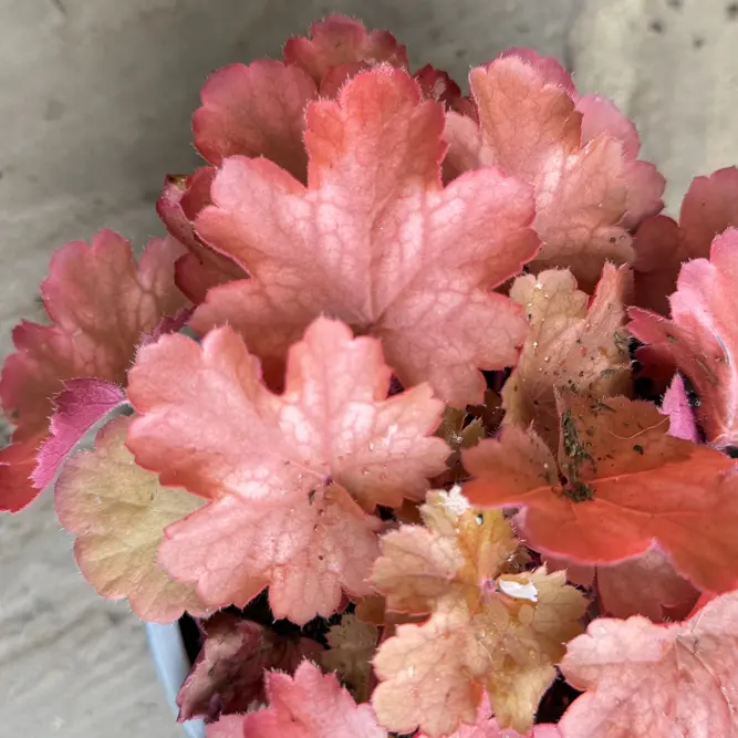 Heuchera 'Cherry Cola' (Pot Size 2L) Coral Bells - image 1