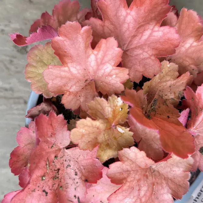 Heuchera 'Cherry Cola' (Pot Size 2L) Coral Bells - image 2