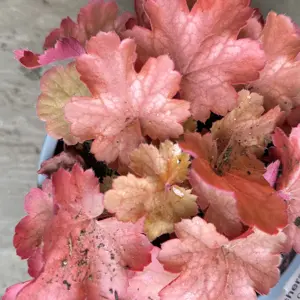 Heuchera 'Cherry Cola' (Pot Size 2L) Coral Bells - image 2