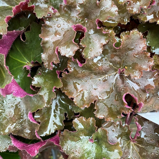 Heuchera 'Chocolate Ruffles' (Pot Size 2L)