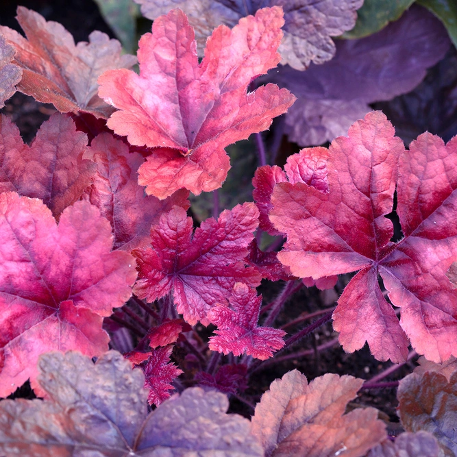 Heuchera Fire Chief (Pot Size 1ltr) Perennial