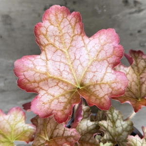Heuchera 'Ginger Ale' (Pot Size 13cm) Coral Bells