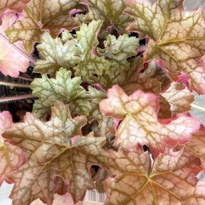 Heuchera 'Ginger Ale' (Pot Size 13cm) Coral Bells - image 2