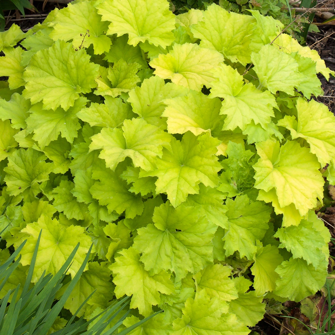 Heuchera 'Guacamole' (Pot Size 1ltr) Perennial The Boma Garden Centre