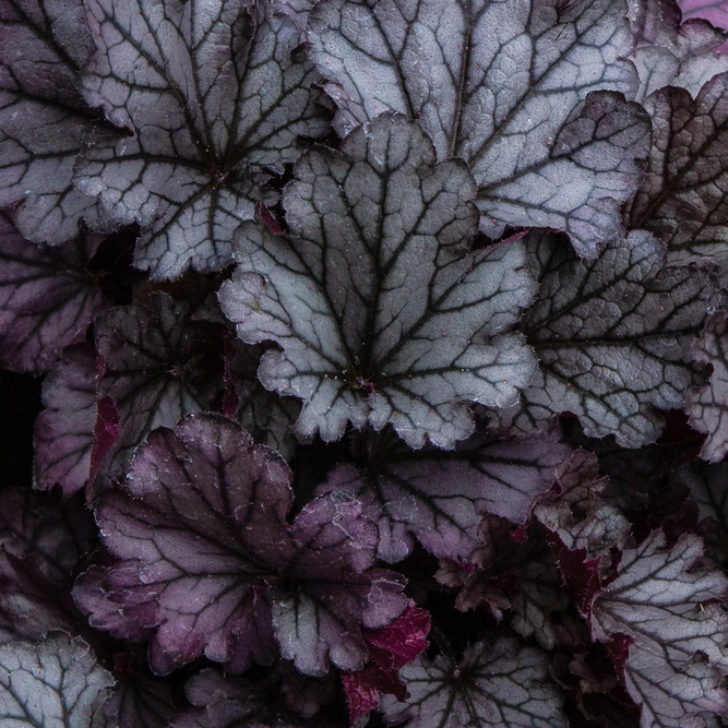 Heuchera 'Huckleberry' (3L) Coral Bells Indian Summer Series - image 1