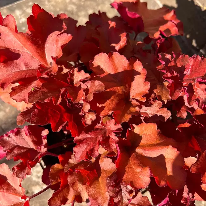 Heuchera 'Indian Summer Cranberry' (3L) - image 1