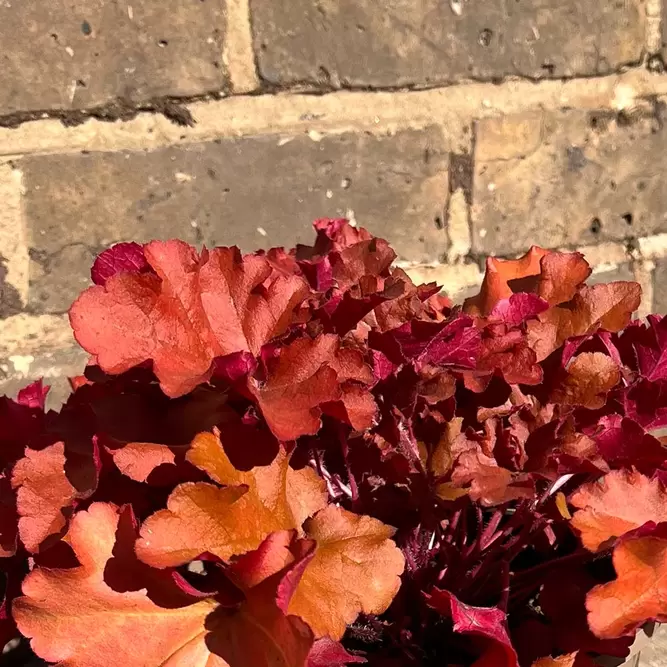 Heuchera 'Indian Summer Cranberry' (3L) - image 3