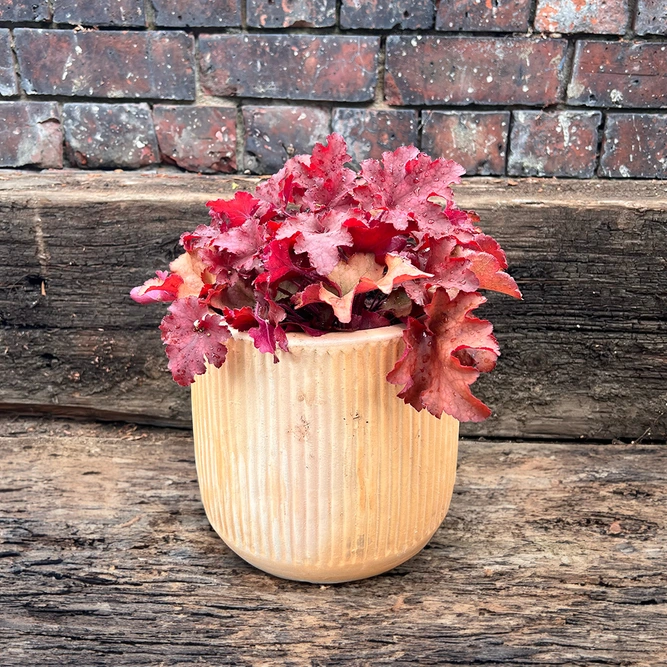 Heuchera 'Indian Summer Cranberry' (3L) - image 2