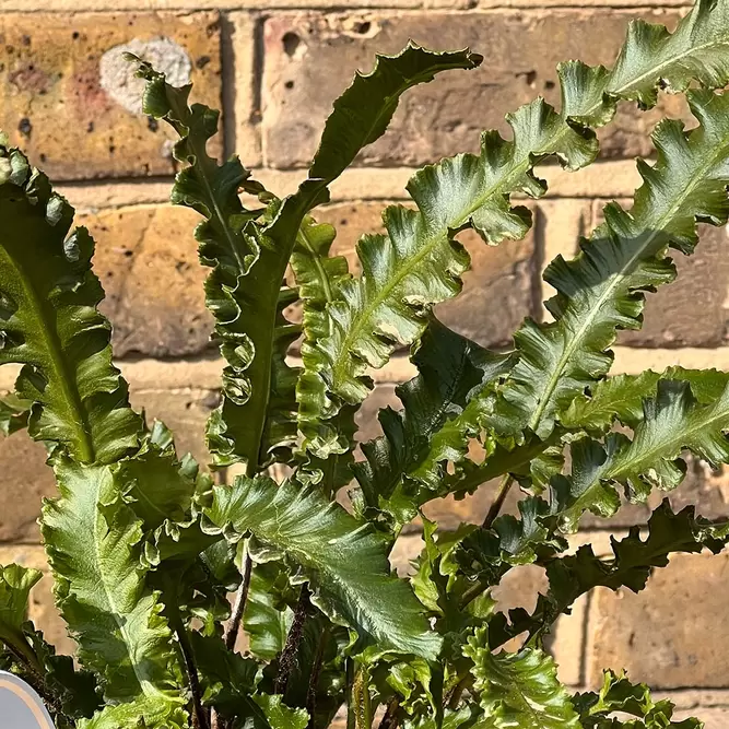 Asplenium angustifolia (Pot Size 11cm) - Hart's Tongue Fern