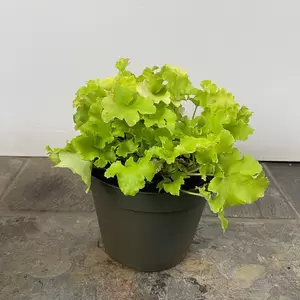 Heuchera Lime Marmalade (Pot Size 2L) Coral Bells - image 2