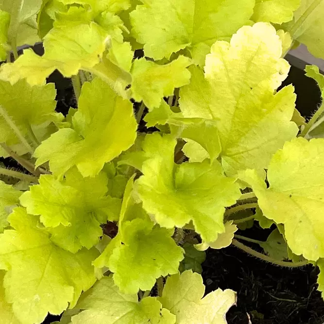 Heuchera Lime Marmalade (Pot Size 3L) Coral Bells - image 1