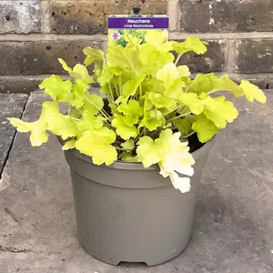 Heuchera Lime Marmalade (Pot Size 13cm) Coral Bells - image 4