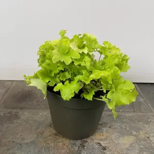 Heuchera lime marmalade (Pot Size 2L) Coral Bells (alt) - image 2