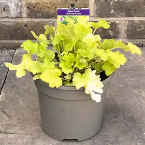 Heuchera lime marmalade (Pot Size 2L) Coral Bells (alt) - image 4