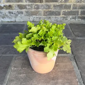 Heuchera lime marmalade (Pot Size 2L) Coral Bells (alt) - image 5