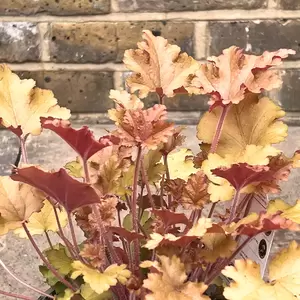 Heuchera 'Marmalade' (Pot Size 2L) - Coral Bells - image 1