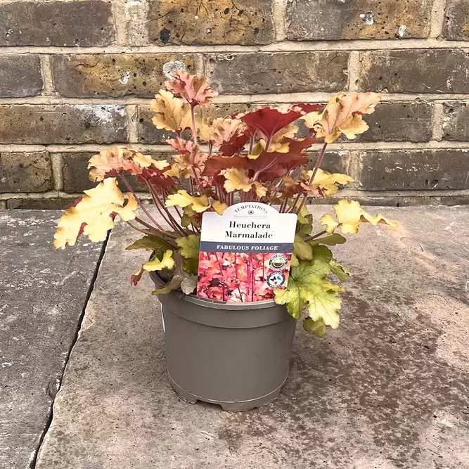 Heuchera 'Marmalade' (Pot Size 2L) - Coral Bells - image 2