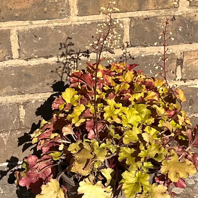 Heuchera Marmalade (Pot Size 3L) - image 2