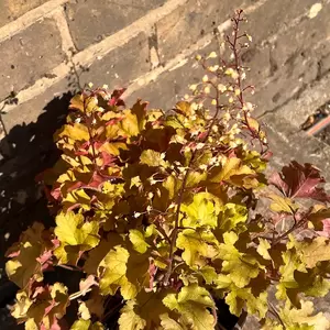 Heuchera Marmalade (Pot Size 3L) - image 3