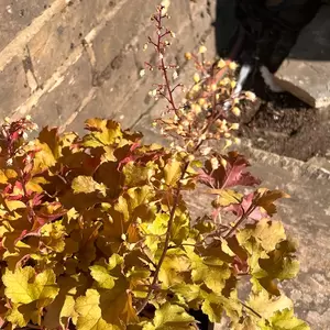 Heuchera Marmalade (Pot Size 3L) - image 4