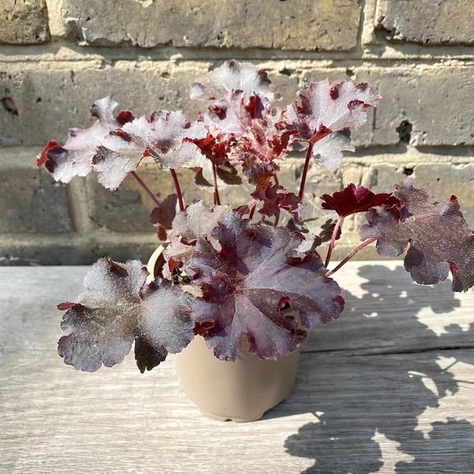 Heuchera 'Melting Fire' (Pot Size 10.5cm) - Heuchera - image 2