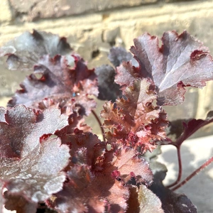 Heuchera 'Melting Fire' (Pot Size 11cm) - Heuchera - image 1