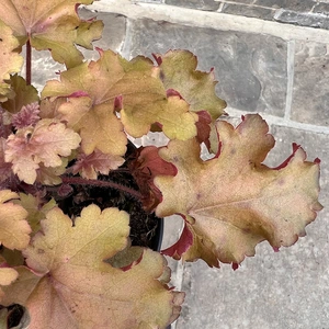 Heuchera 'Orange Berry' (12cm)  Vibrant Orange Heuchera - image 1