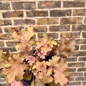 Heuchera 'Orange Berry' (12cm)  Vibrant Orange Heuchera - image 2