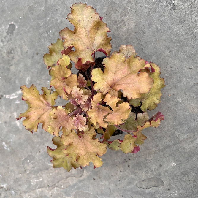 Heuchera 'Orange Berry' (12cm)  Vibrant Orange Heuchera - image 3