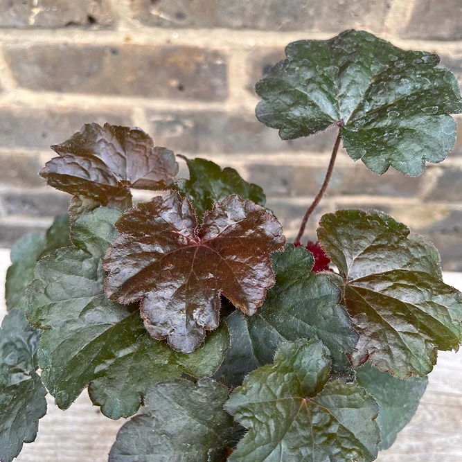 Heuchera Palace Purple (Pot Size 11cm) - Coral bells - image 1