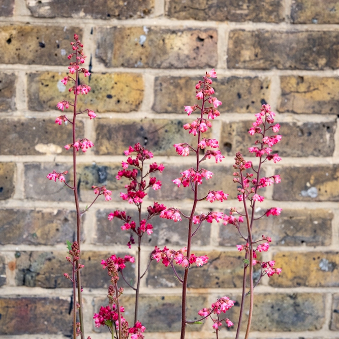 Heuchera 'Paris' (Pot Size 3L) - image 1