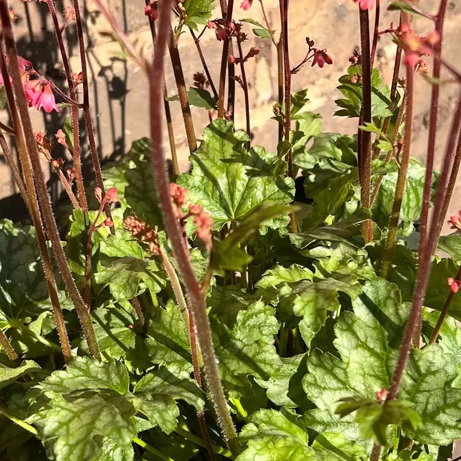 Heuchera 'Paris' (Pot Size 2L) - image 1