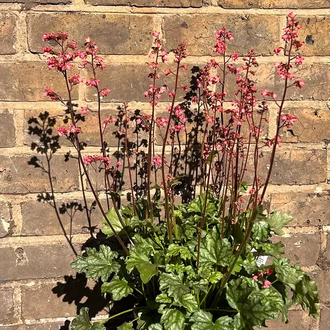 Heuchera 'Paris' (Pot Size 2L) - image 4