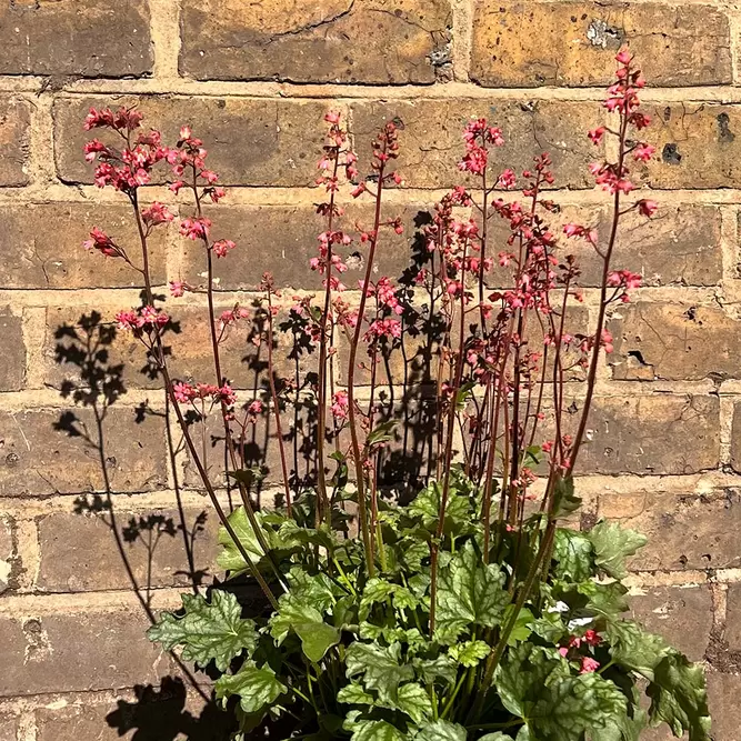 Heuchera 'Paris' (Pot Size 2L) - image 5