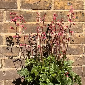 Heuchera 'Paris' (Pot Size 2L) - image 5