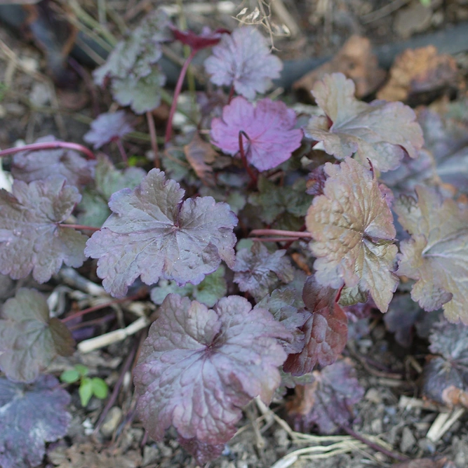 Heuchera Plum Pudding available  at Boma Garden Centre image by FD Richards